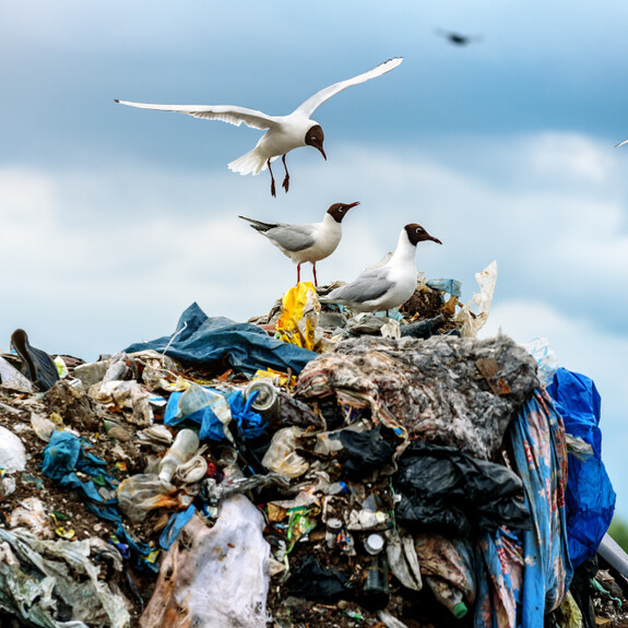 seagulls on garbage
