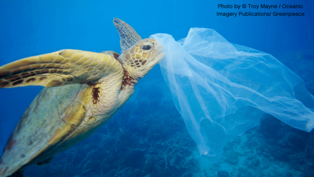 Turtle swimming with a plastic bag